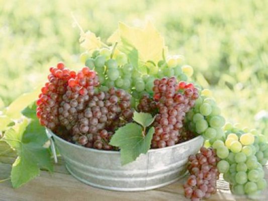 Producătorul Domeniile Ostrov, facilităţi de turism vini-viticol